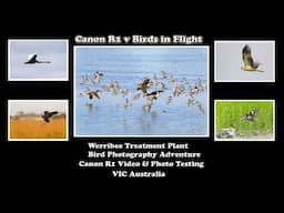 CANON R1 v Birds in flight