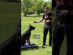 Why Your Dog Never Listens and How to Fix It Fast