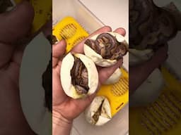 Some beautiful and powerful combos are hatching🔥#ballpython #snake #animal #reptiles #wildlife