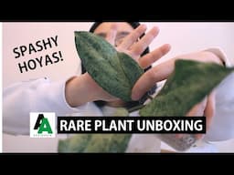 Found Some Super Splashy Hoyas! Unbox Plants with Me From AroidAsia