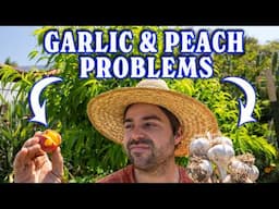 Lessons From The Garden: Peach Pests and Small Garlic