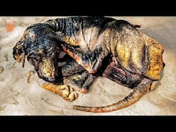 Mangy Dog Left For Dead Rescued by Houston Dog Rescuers