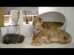 Cute Cats Enjoy Crispy Fried Chicken – Adorable Reactions! 🐱🍗 | Aww Pets