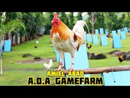 WHITE TOBLERONE - ADA GAMEFARM