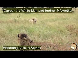 Casper the White Lion And Brother Mfowethu On Their Way Back To Satara