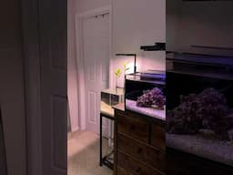 Update on our new mangrove tank!