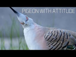 Pigeon with the Look 🤨