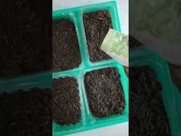 Seed Starting Hack: Upcycle Plastic Produce Containers! | ShopRite Grocery Stores