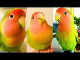 FUNNY AND CUTE PARROTS - TRY NOT TO LAUGH!