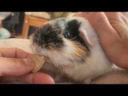 What's going on with Fuzz?