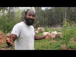 Using Natural Methods to Clear Weeds From The Orchard to Prepare For Planting