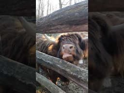 Scottish Highland Cow | How to feed when you're a visitor #youtubeshorts #animals #trendingshorts