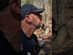 Hiking the Trammell Trailhead to Bulls Gap on the Pinhoti Trail #shorts #shortvideo #shorts