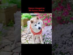 Going to miss her man. #doge #dogememe