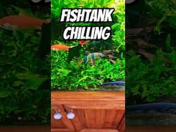 TROPICAL FISH just CHILLING #exoticaquariumfish #tropicalfishtank #fishaquarium #fishtank #aquarium