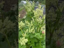 Growing my rhubarb from seed! #garden #gardening #growyourownfood #gardener #foodie #seedsaving