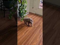 Coco Chanel and her butt dance 😁. #minipoodle
