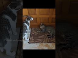 நான் இங்க இருக்கேன் பார்த்து போங்க 😻 #shorts #viralshorts #trendingshorts #funny #cat