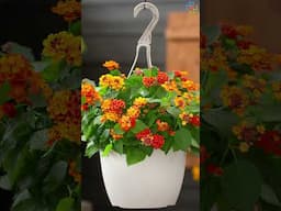 Drought Tolerant Plants for Hanging Baskets #hangingplants #flowers