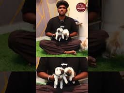 Dogsக்கு எந்த மாதிரி Home Foods Best? 🐶 Healthy Dog Food Tips in Tamil! #shorts #shihtzu #dogfood