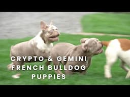 Crypto and Gemini Our Available French Bulldog Puppies at Woodland Frenchies!!