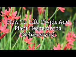How To Lift, Divide And Plant Hesperantha, How To Lift, Divide And Plant Schizostylis