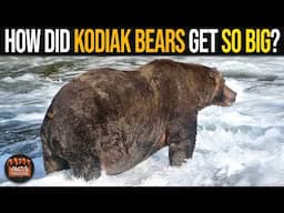Why Are Kodiak Bears So Big?