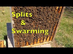 Splitting Bee Colonies
