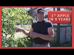 HOMESTEAD GARDEN - 1st APPLE IN 9 YEARS
