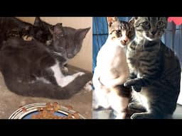 Adopting 4 Cats with Hypoplasia