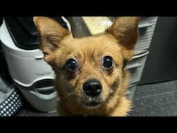 Maple sees the Vet; Flipped Truck in NE; Load Updates & More!