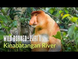 Wild Borneo | Kinabatangan River | Birds and Wildlife of Abai and Riverside Lodge | Malaysia 2024