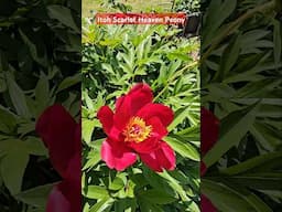 Itoh Scarlet Heaven Peony