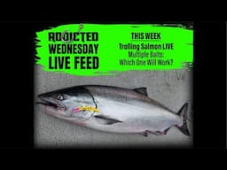 Trolling Salmon LIVE. Multiple Baits: Which One Will Work?