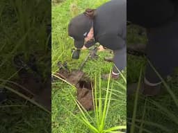We encourage staff & students to volunteer | Here are some of us planting trees in Hamilton