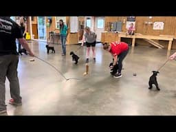 Introducing Giant Schnauzer Puppies "M" Litter 7 Wks Candidates For Family Personal Protection Dogs