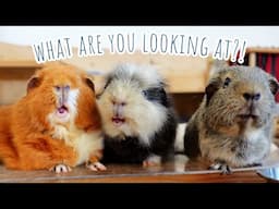What Are These Wild Pigs Up To?