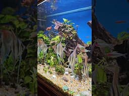 PEACEFUL ANGEL FISH COMMUNITY AQUARIUM | FULL TOUR OUT TOMORROW