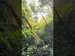 21 years ago, planted a woodland on bare fields. Here is my Irish 🇮🇪 Temperate Rainforest !