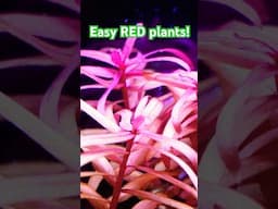 Easy Nano Shrimp tank full of RED plants! Cheap, fast and easy setup!
