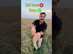 Mustard farming business model