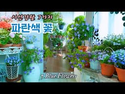 [4K] 블루가 다 같은 블루가 아니다🩵시선강탈 7가지 파란 꽃🩵보기만 해도 빠져드는 파란 꽃 컬렉션 2편