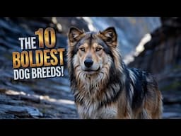 The 10 Boldest Dog Breeds