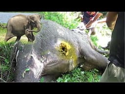 Young Angry Bull suffering with painful Abscess Popped in the Belly, gets treated by a brave doctor