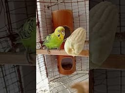 Alimentando a lod periquitos 🥰🥰🥰#aves