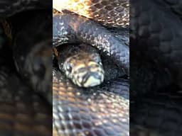 Black racer. (I think)
