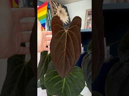 Papi leaf from birth to almost grown up. It sized up so much! And the colour.. Ugh I'm in love