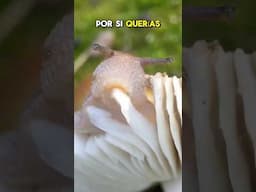 Cómo Comen los Caracoles 😱