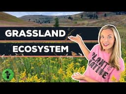 Grassland Biome Adaptations | Great American Prairie