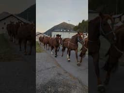 🐴A Herd of Horses Coming in From the Pasture in Switzerland! 😍 #horse #switzerland